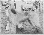 Maymun of Moornistan | Afghan Hound 