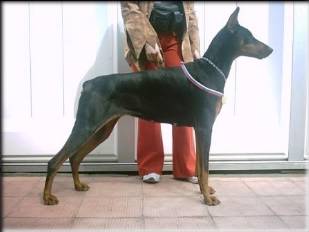 Tzelli De-Gas | Black Doberman Pinscher