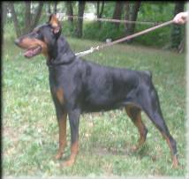 Adelina de Bella y Feliz Estrella | Black Doberman Pinscher