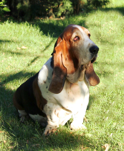 Amanda Honey Bee | Basset Hound 