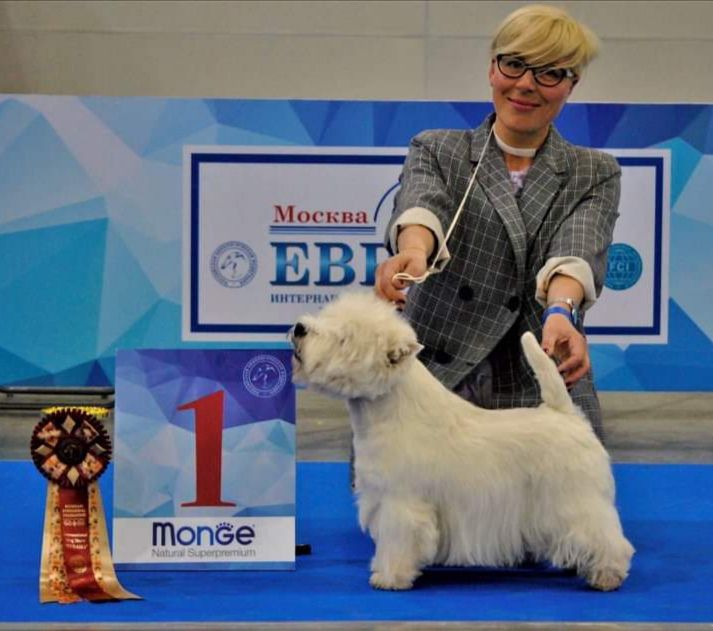 Bonjorno Rokoko | West Highland White Terrier 