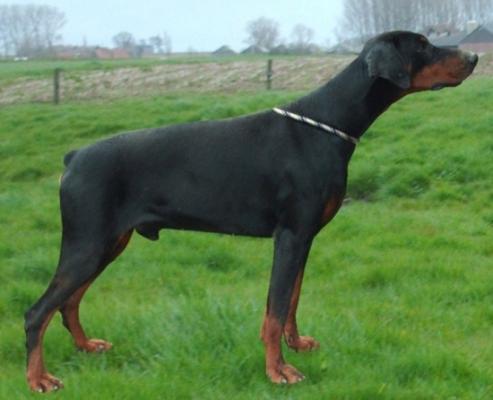 Amigo Adagio de Stang-Zu | Black Doberman Pinscher