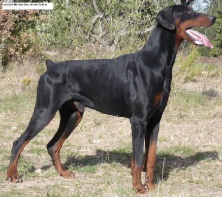 Von Veste Otzberg des Sentiers Battus | Black Doberman Pinscher