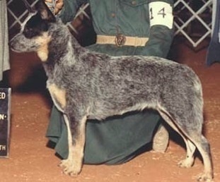 Ringside Sweet N Low | Australian Cattle Dog 