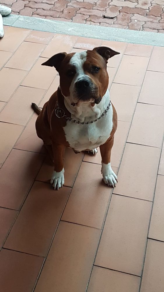 Firefox by sq | American Staffordshire Terrier 