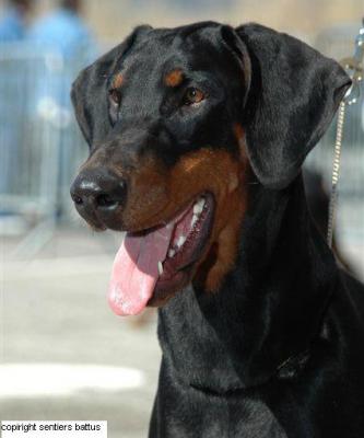 Victoria Kensington des Sentiers Battus | Black Doberman Pinscher