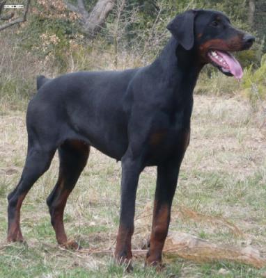 Cerès Demeter des Sentiers Battus | Black Doberman Pinscher