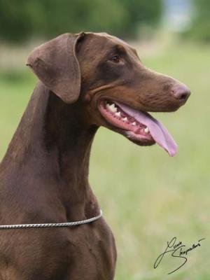 Tahi-réme Babine | Brown Doberman Pinscher