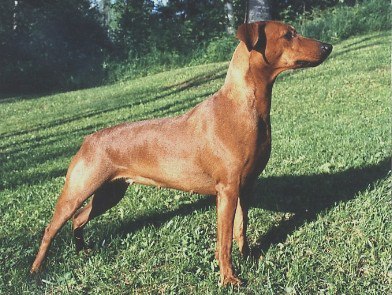 Idaco's CINNIE THE POOH | German Pinscher 