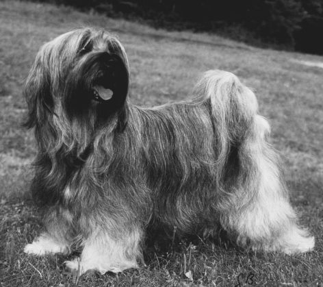 KARAMAIN COLETTE | Tibetan Terrier 