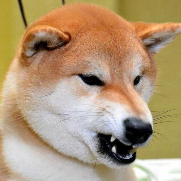 Shitonuba Akihiro Katsuro | Shiba Inu 