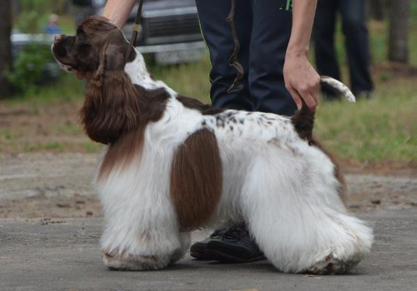 Teliman Art Akdar Leery Ambassador | American Cocker Spaniel 