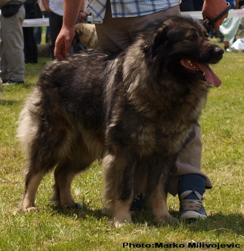 Bina Zlatni Štit | Yugoslavian Shepherd Dog-Sarplaninac 