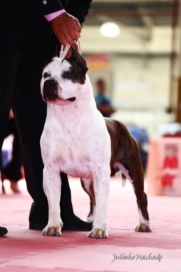 Apache SC do American Lopes | American Staffordshire Terrier 