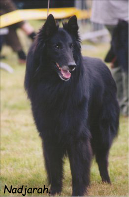 BRANDO-HOLLY v.h. Lochtersnest | Belgian Groenendael 