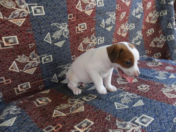 Goji  Jackyland | Jack Russell Terrier 