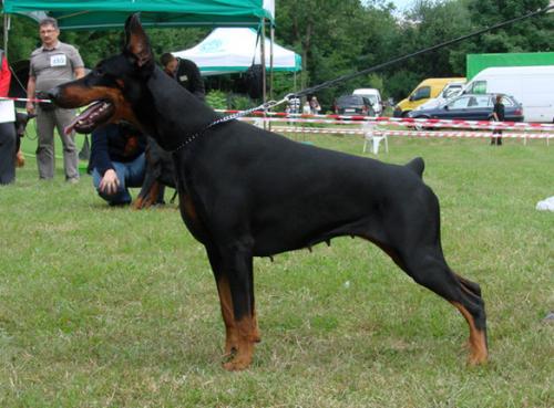 Greta z Padoku | Black Doberman Pinscher