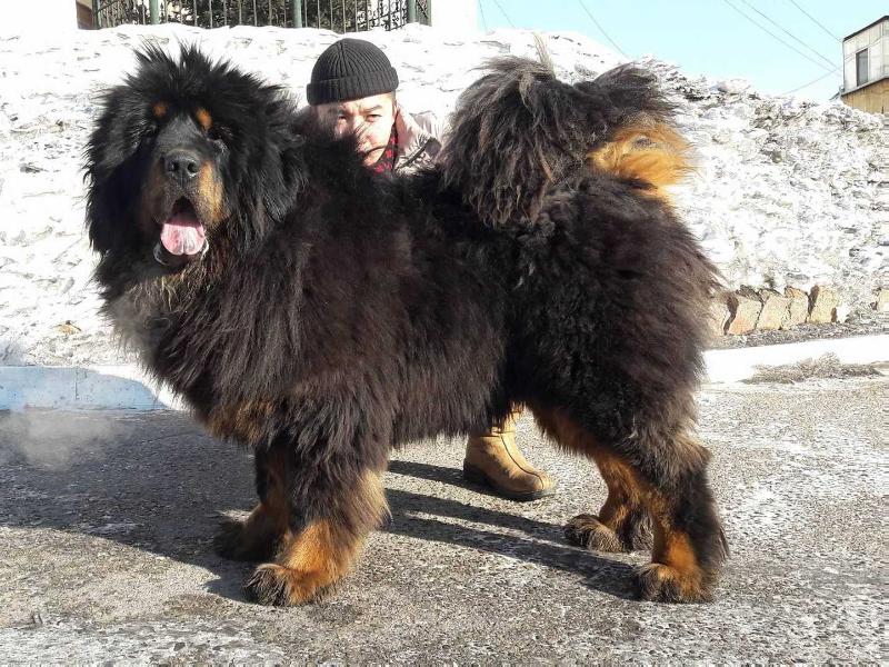 Kharsor Eex | Tibetan Mastiff 