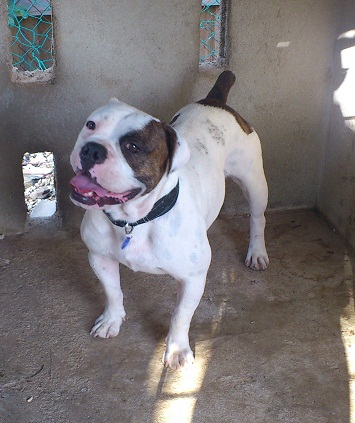 Trinity's Okie | Olde English Bulldogge 