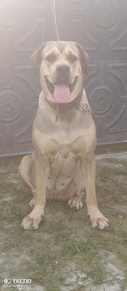 Jakie vom Hussein | African Boerboel 