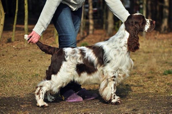 Siegers Double Trouble | English Springer Spaniel 