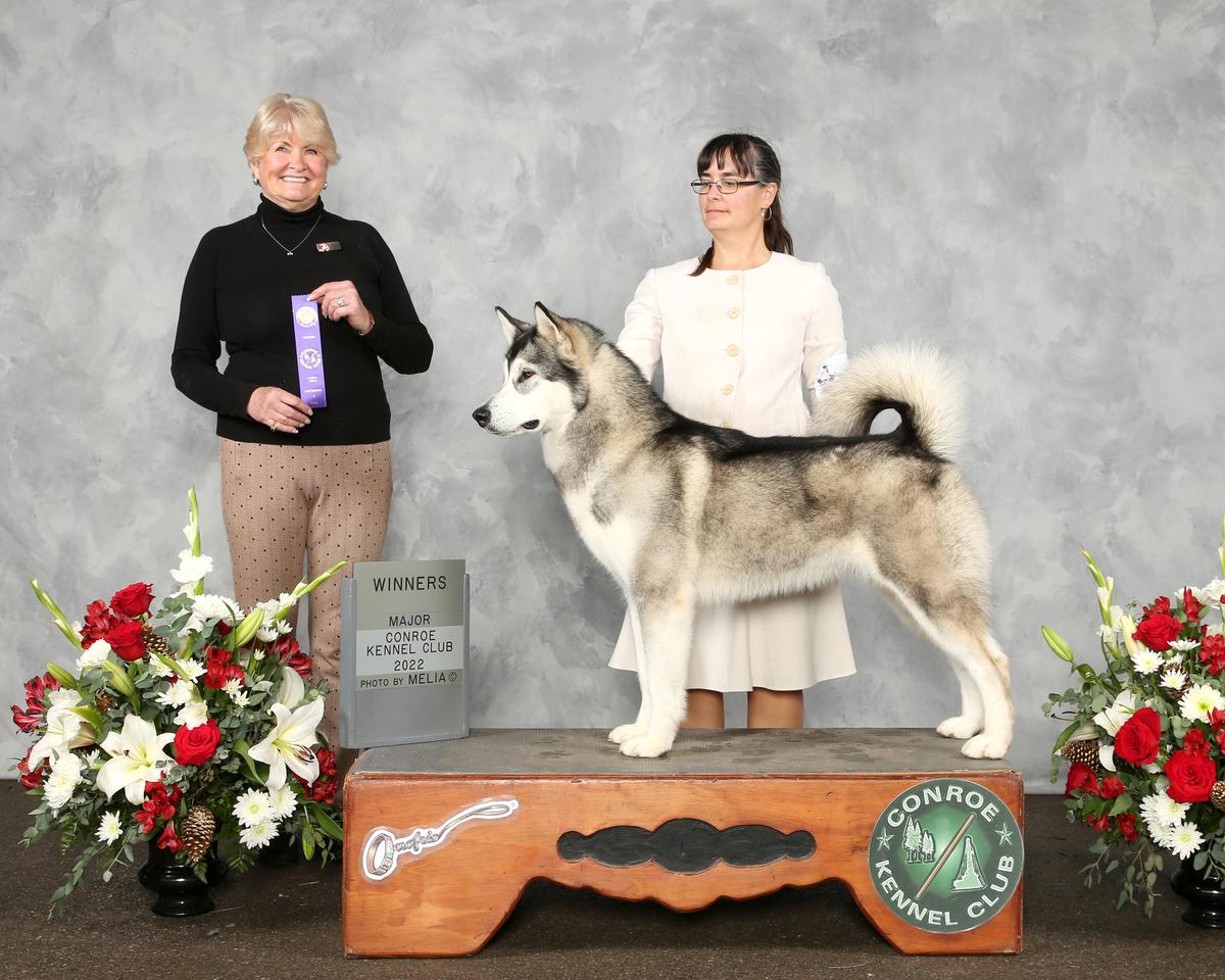 Ghost Dance Storm Kloud Rising | Alaskan Malamute 