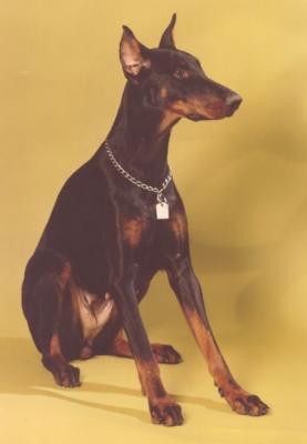 Antonia v. Mahuba | Black Doberman Pinscher