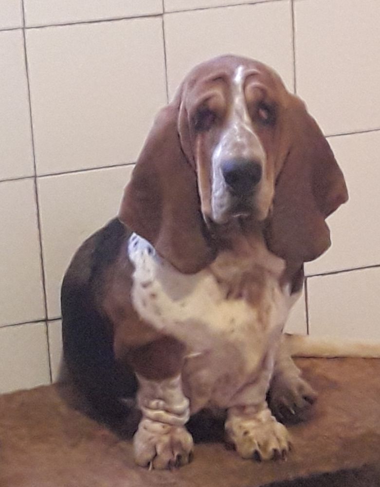 Veronique di Lago Ombroso | Basset Hound 