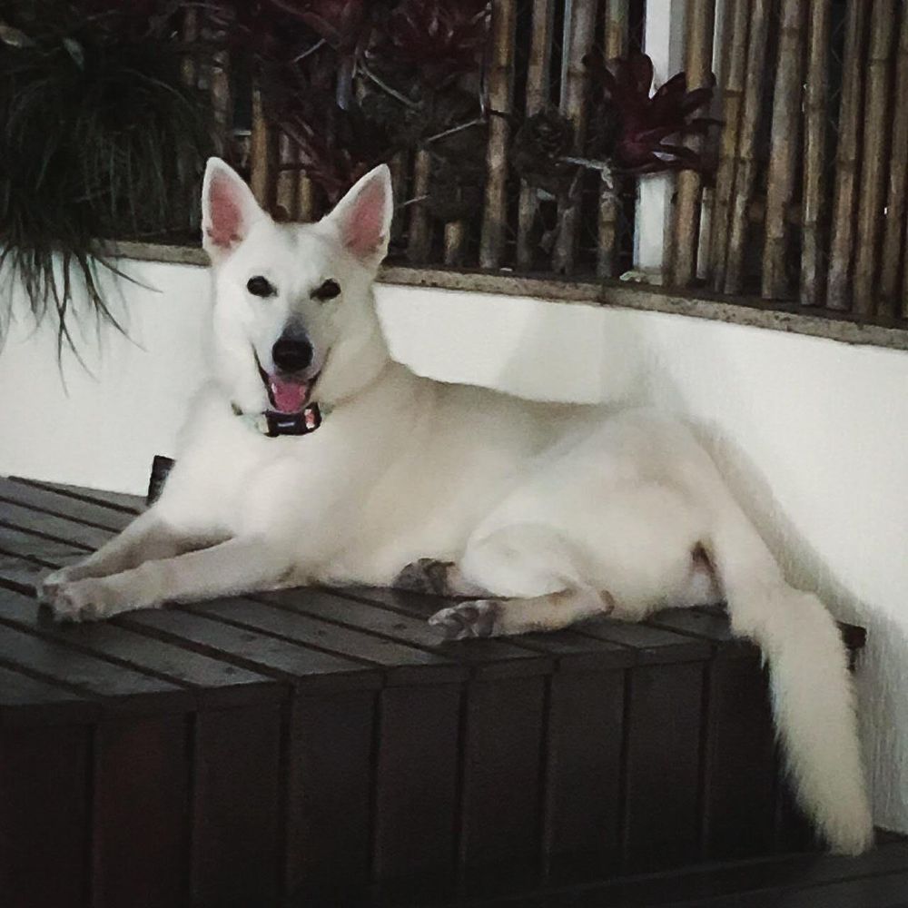 SKULLY VON TAGLISCHIDORF | White Swiss Shepherd Dog 