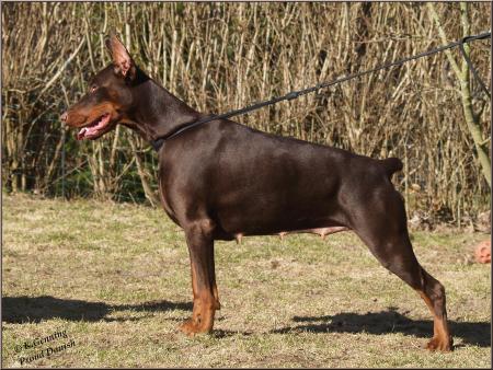 Sant Kreal Russian Rubin | Brown Doberman Pinscher
