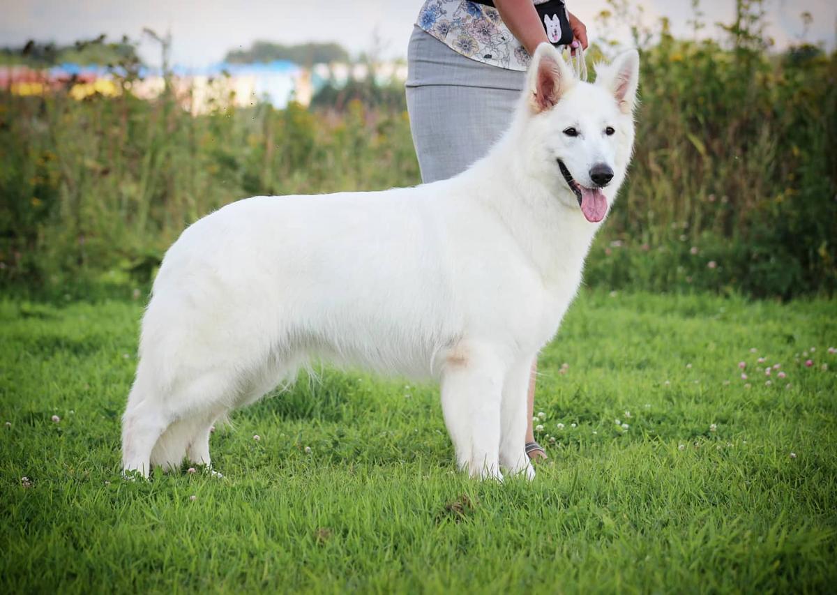 Kosmahouse Cherry White | White Swiss Shepherd Dog 