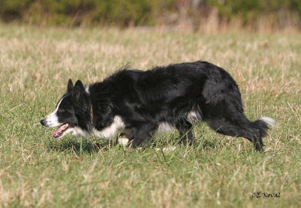 Fieldstone Britton ABC 247315 | Border Collie 