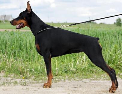 Smart Wood Hills Bohemia | Black Doberman Pinscher