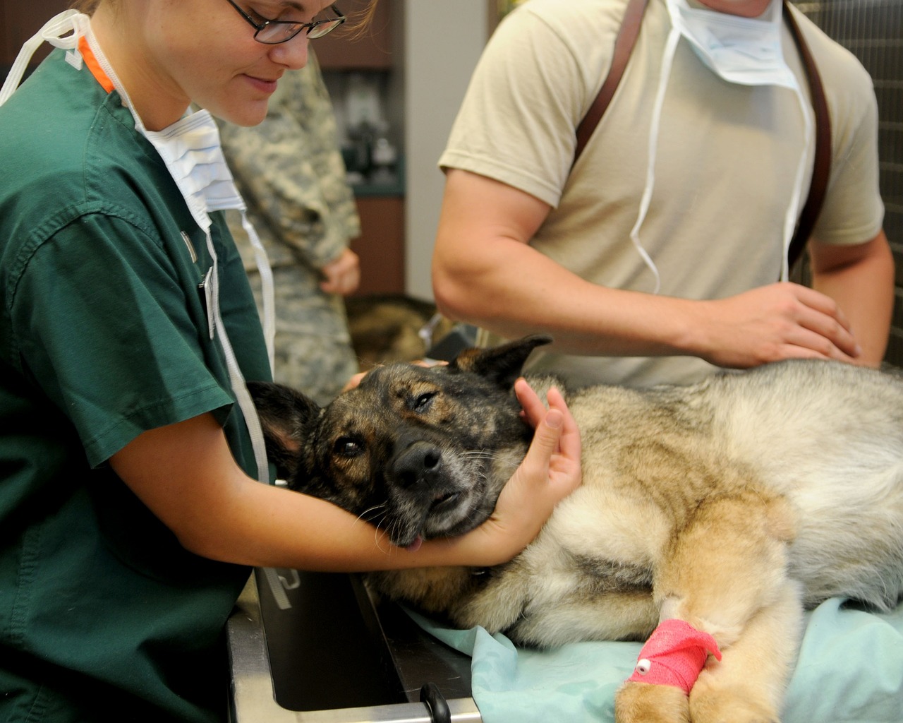 Oral Health in dogs