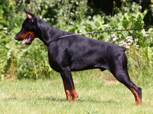 Gem'Givveeon Unison | Black Doberman Pinscher