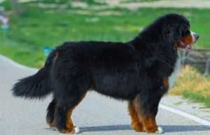 DEVAEL MR. MARMALADE | Bernese Mountain Dog 