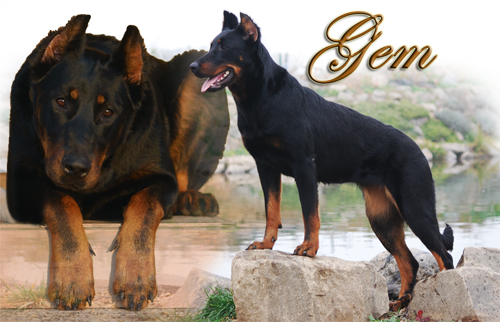 Gem de l'Ame du Loup | Beauceron 