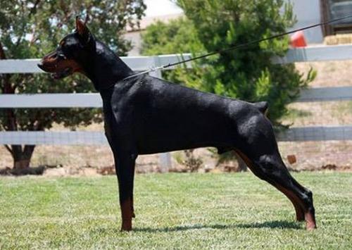 Gem'Givveeon USA Star | Black Doberman Pinscher