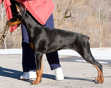 Gem'Givveeon Ulani | Black Doberman Pinscher