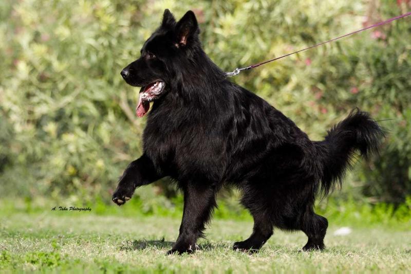 Forrest Von Citadel kennel | German Shepherd Dog 