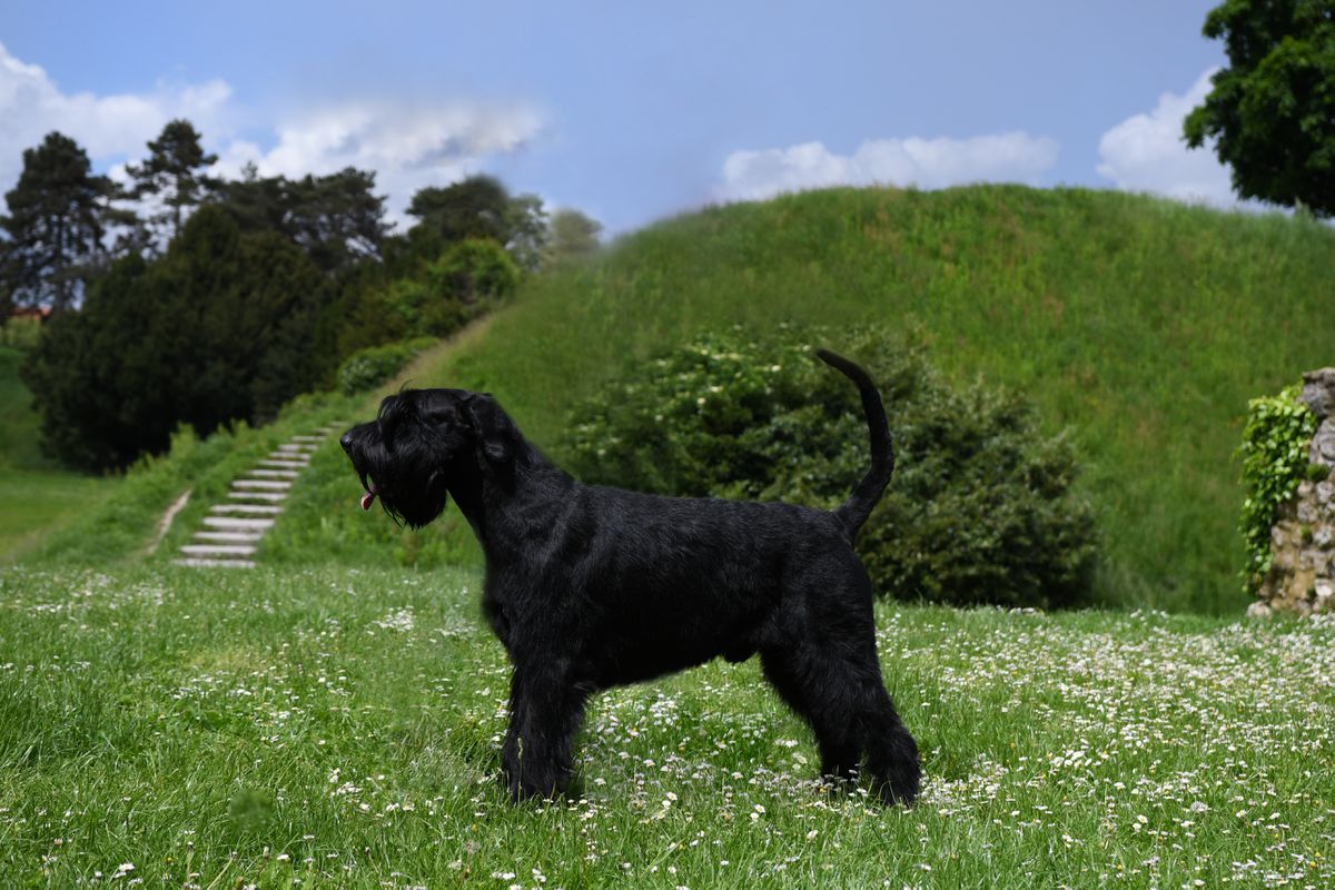 canon rapsody in black | Giant Schnauzer 