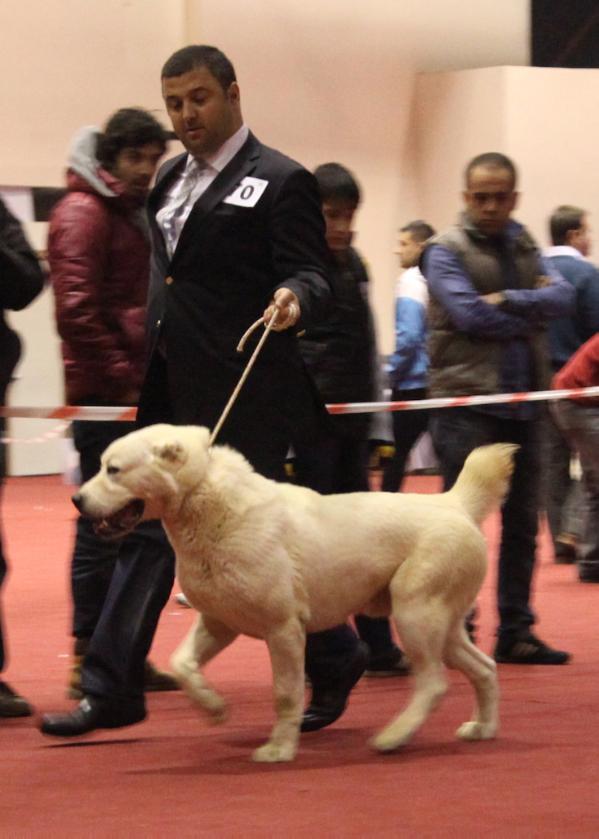 F mali gajim out of respect | Central Asian Shepherd Dog 