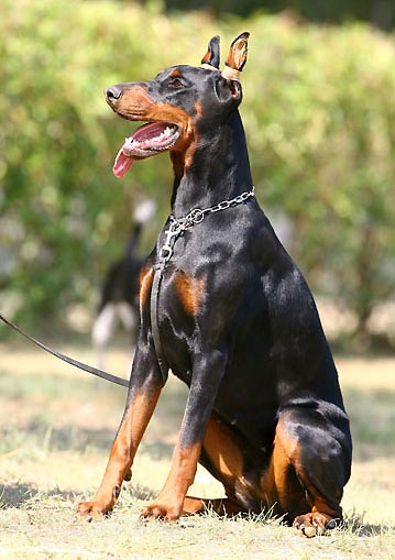 Gem'Givveeon Uno Prima | Black Doberman Pinscher