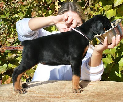 Gem'Givveeon Unique | Black Doberman Pinscher
