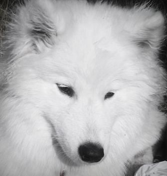 Vasilina Rusana Iz Doma SHER | Samoyed 