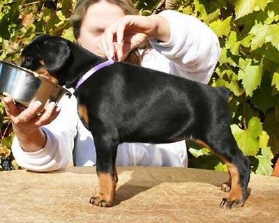 Gem'Givveeon Ultima | Black Doberman Pinscher