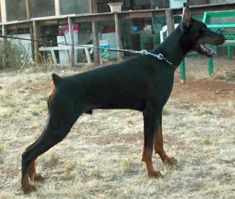 Abraxas di Arsomar | Black Doberman Pinscher