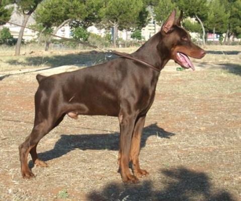 Arras Piton di Arsomar | Brown Doberman Pinscher