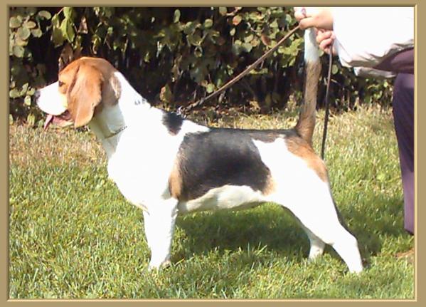 Kara Urus JALINA | Beagle 