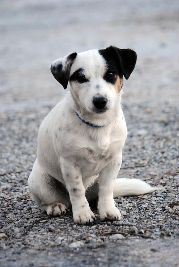 Lovelylily della Repubblica Pisana | Jack Russell Terrier 